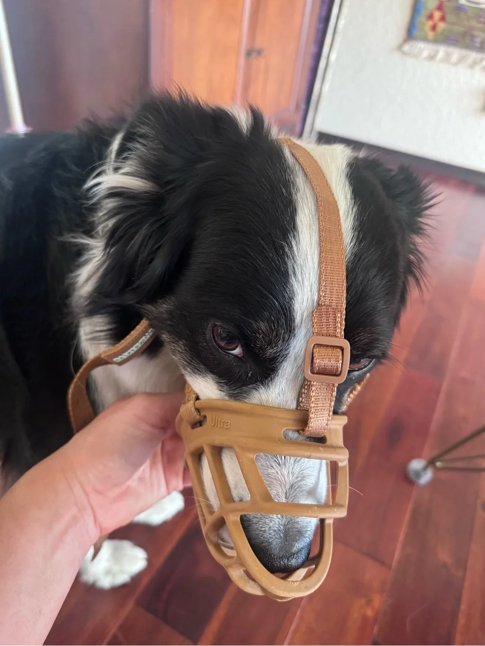 Baskerville Ultra Dog Muzzle in Tan